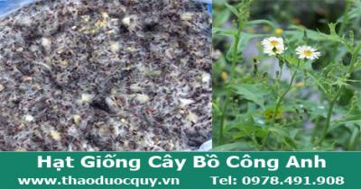 hat_giong_cay_bo_cong_anh0.jpg