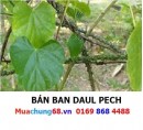 Ban Daul Pech