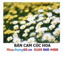 Cam Cúc Hoa