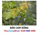 Cam Rông