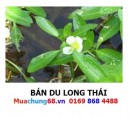 Du Long Thái