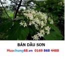 Dầu Sơn