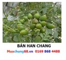 Han Chang